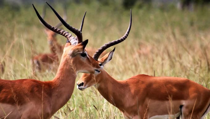 Antilope in Akagera National Park in Rwanda