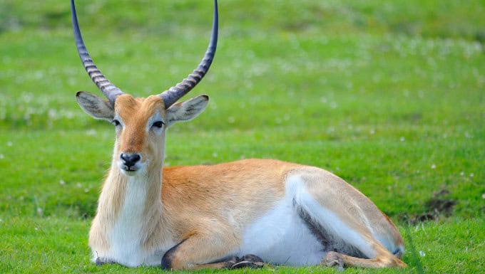 Kafue Flats lechwe - Antelope in one of the Top Wildlife Parks And Reserves In Africa